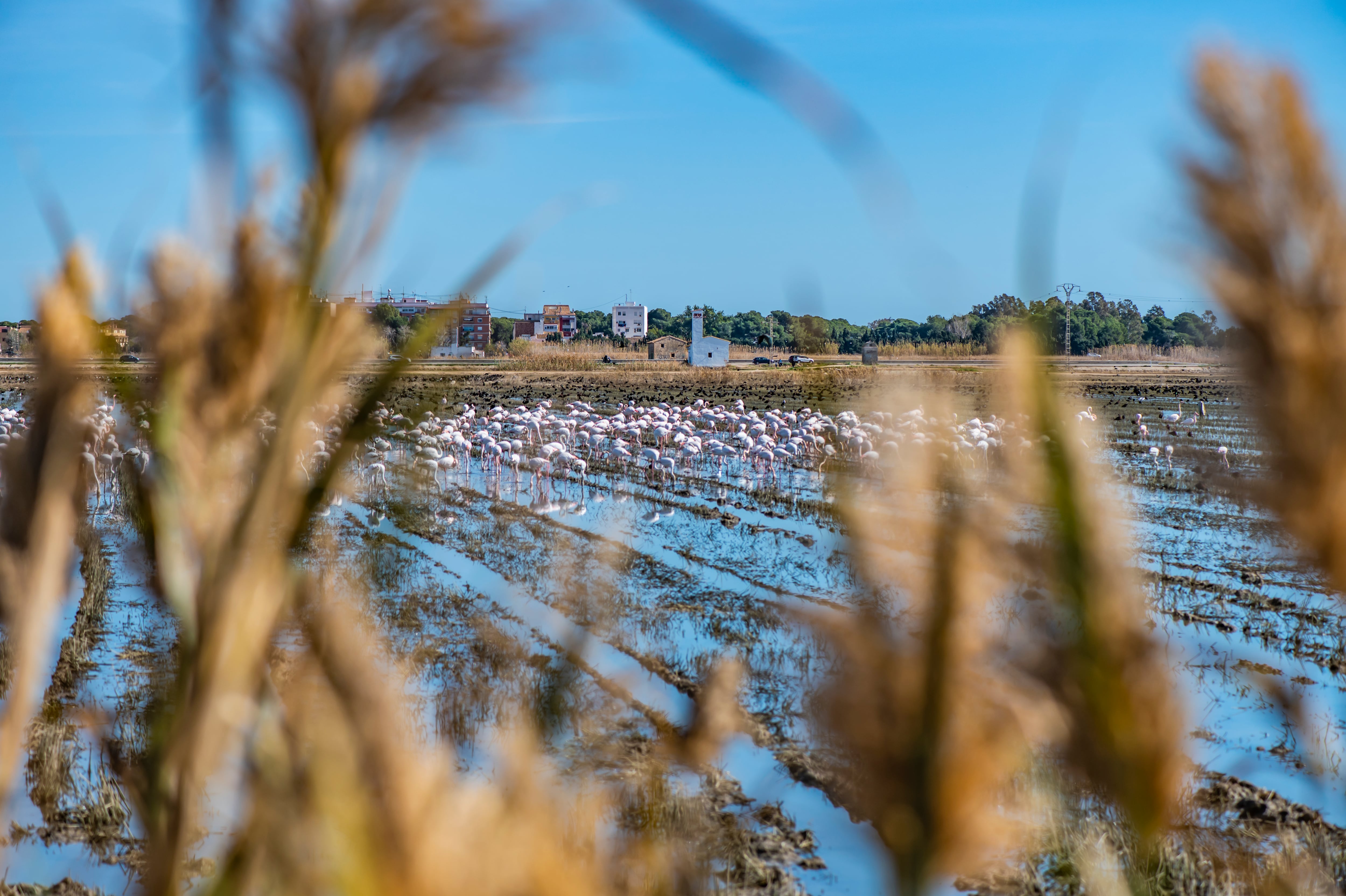 Flamencos en un cultivo