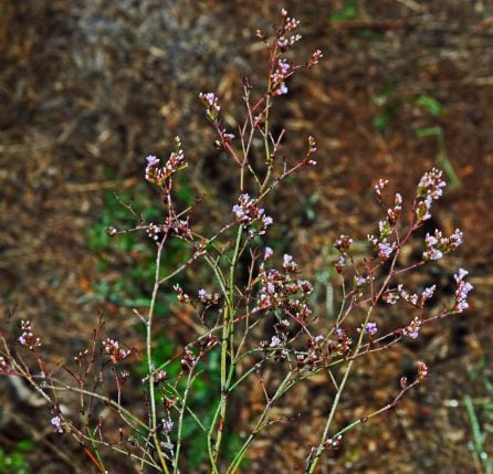 Limonium carpetanicum