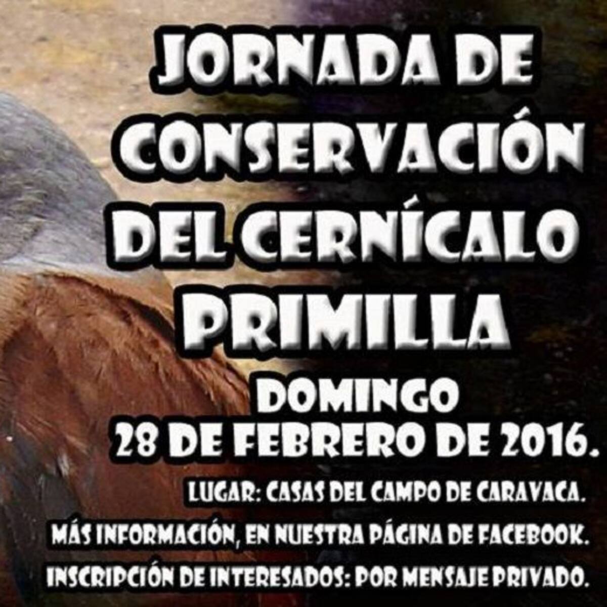¿Cómo cuidar al Cernícalo de Primilla?