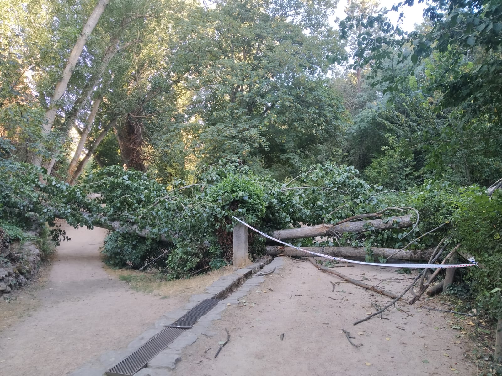 Cae un árbol de gran tamaño en el valle del Clamores