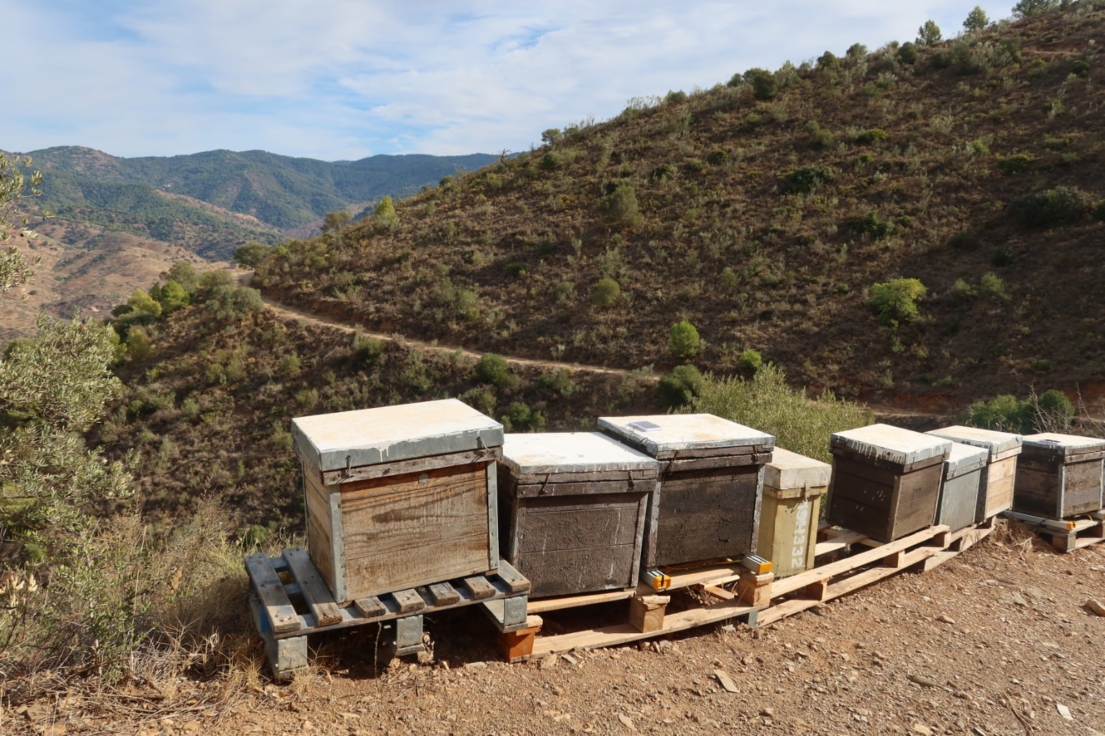 La provincia de Málaga produce cada año casi un millón de kilos de miel en sus 80.000 colmenas registradas