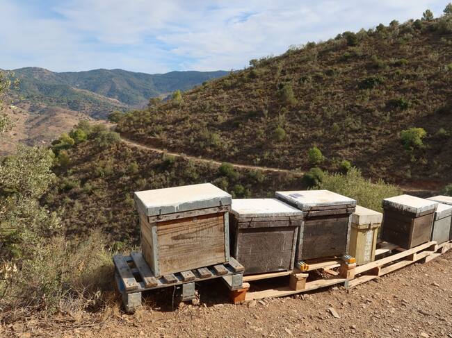 La provincia de Málaga produce cada año casi un millón de kilos de miel en sus 80.000 colmenas registradas