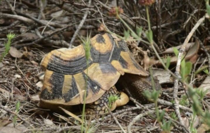 La maquinària pesada ha matat diferents tortugues a la zona.
