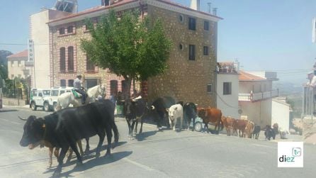 Ultima trashumancia de la primavera de 2017 pasando por Burunchel (La Iruela). El sector ganadero tiene mucha importancia en el P.N.