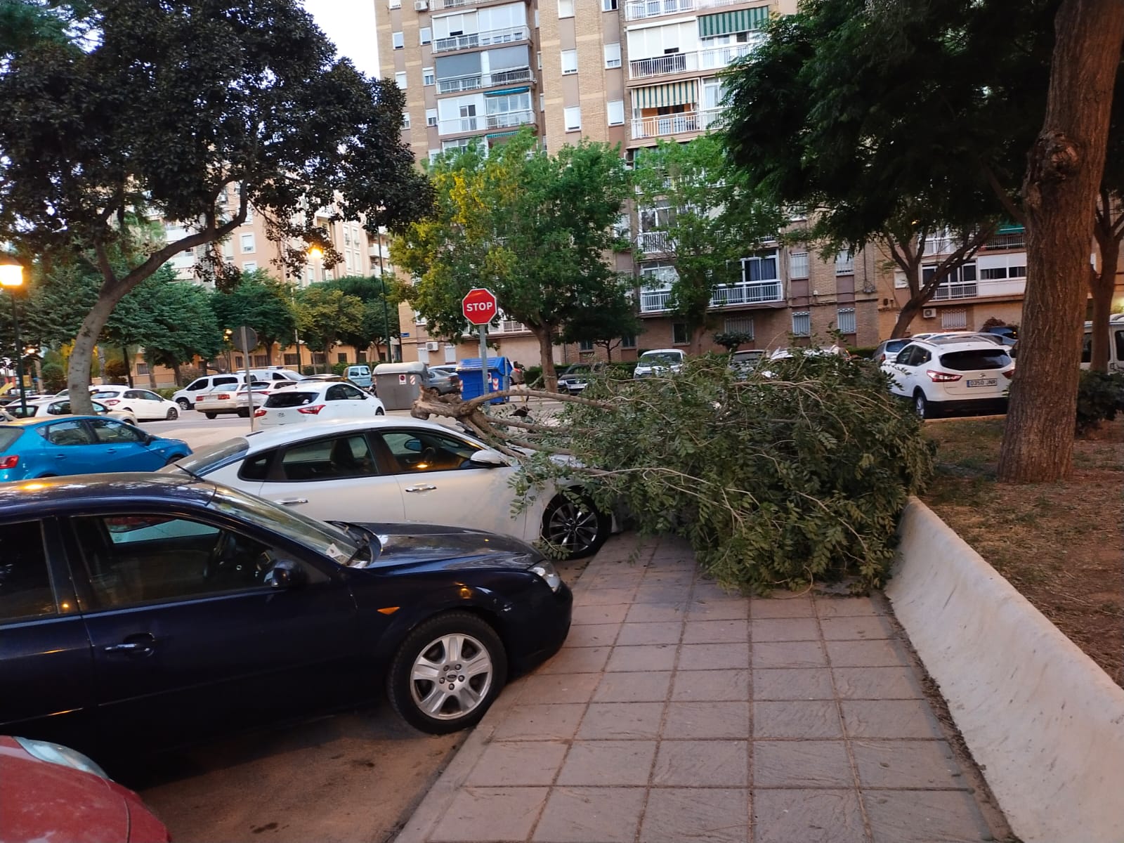 El árbol ha invadido la acera