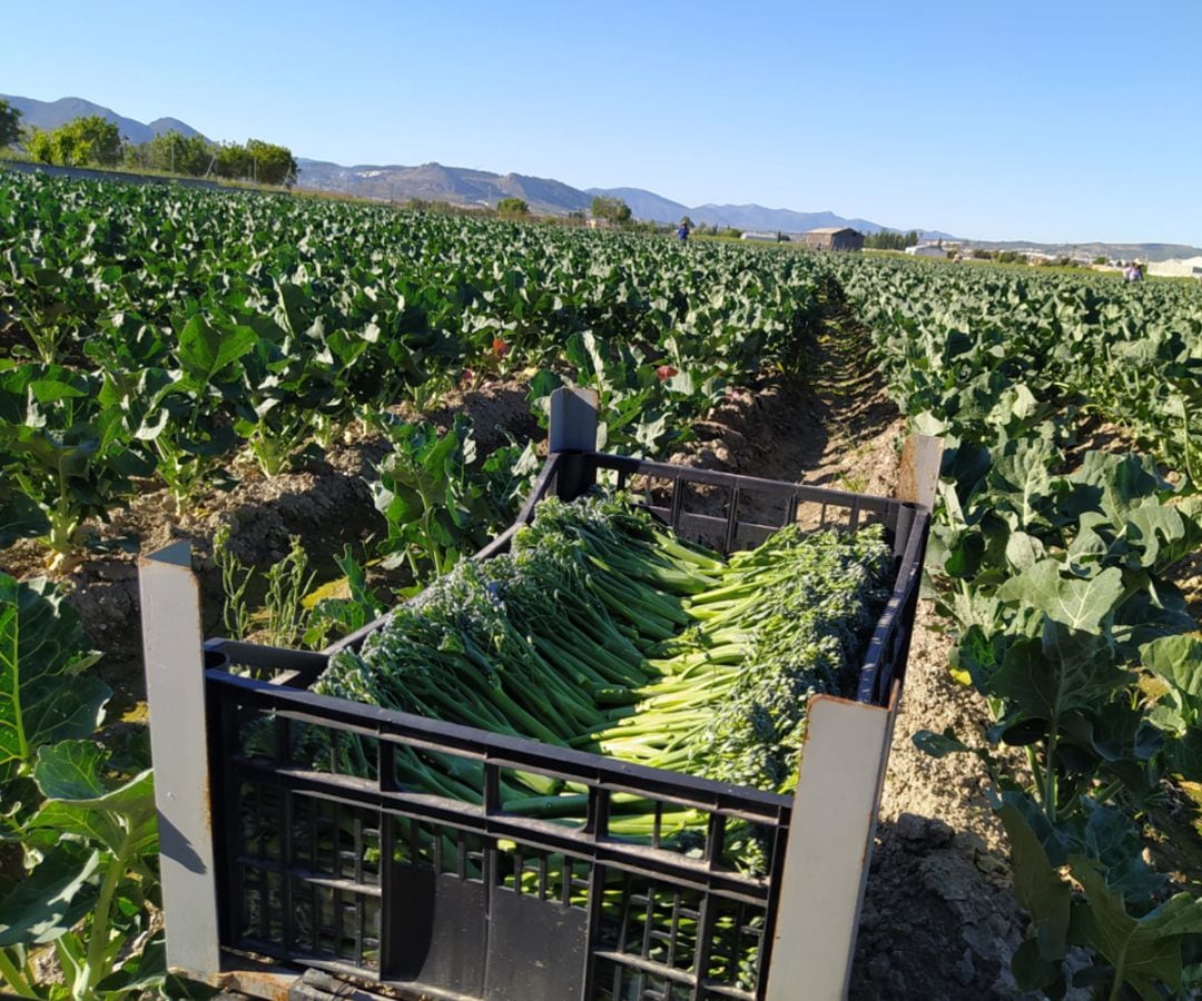 Terreno cultivado de bimi en Vegas del Genil, en plena Vega de Granada