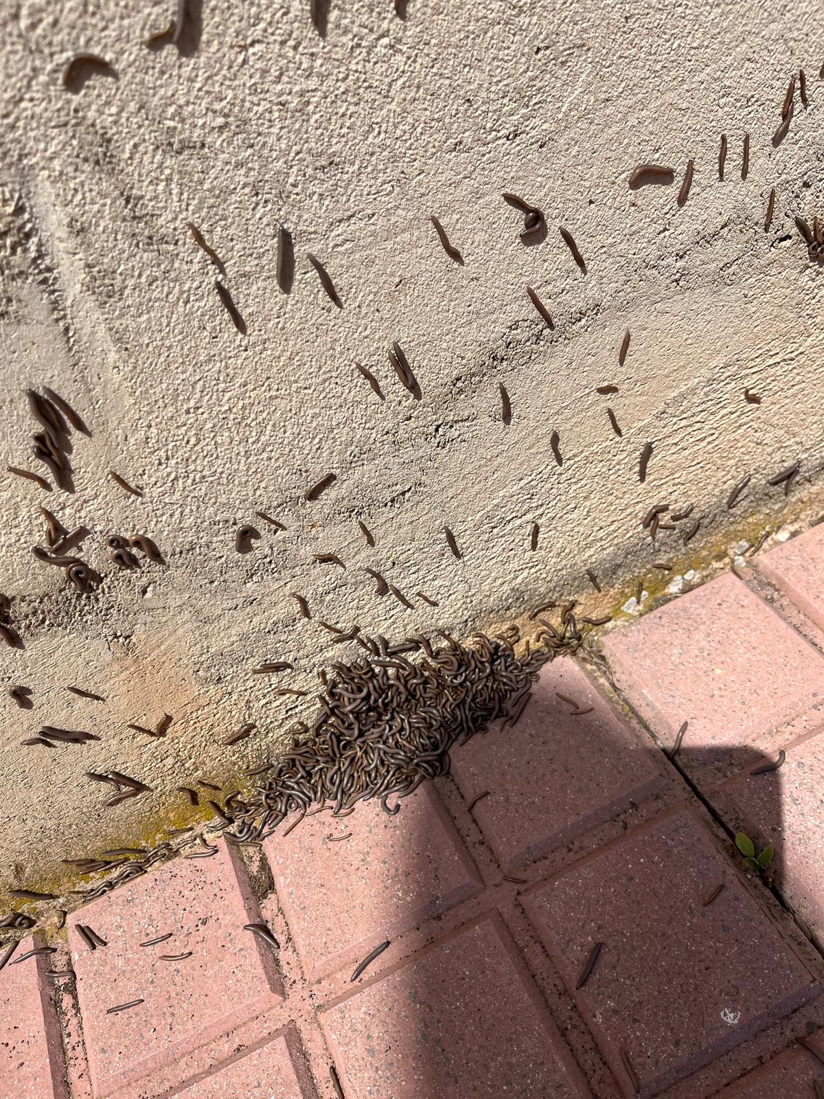 Milpiés en las afueras de la Vall d’Uixó