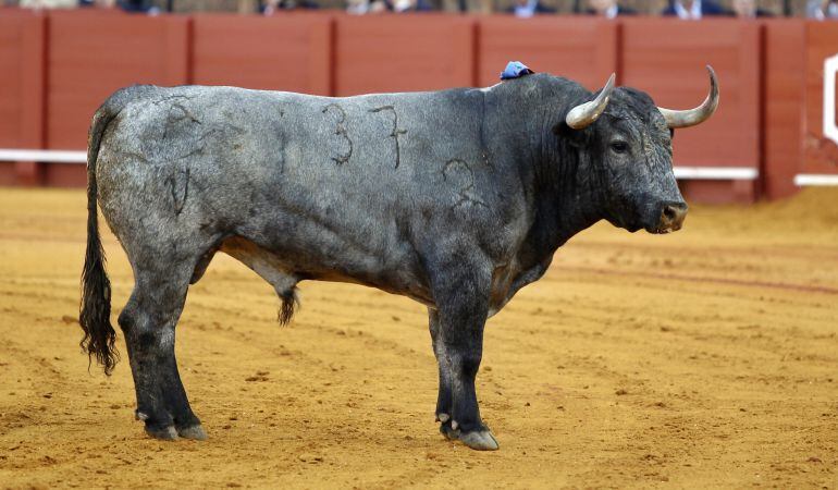 El toro &#039;Cobradiezmos&#039;, de Victorino Martín, se ha llevado el premio &quot;Al detalle para el recuerdo&quot; de la cadena hotelera Vincci