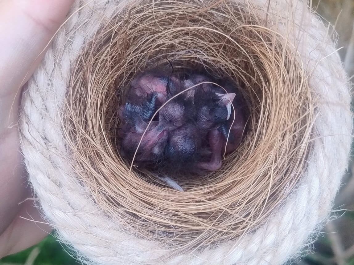 Polluelos escribano palustre recién nacidos en el Centro de Recuperación de Fauna La Granja de El Saler.