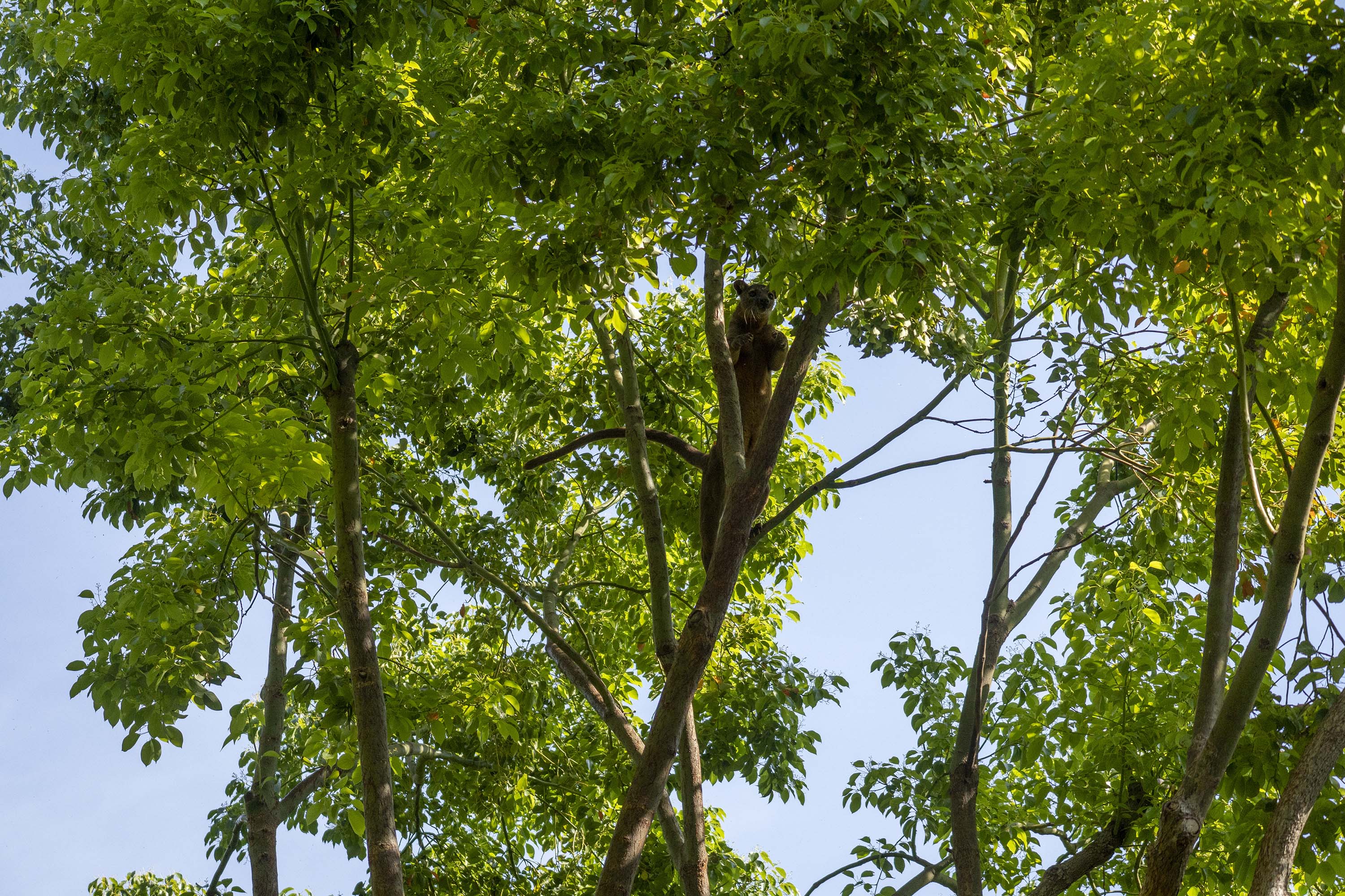 Fosa trepando por los árboles en Bioparc Valencia