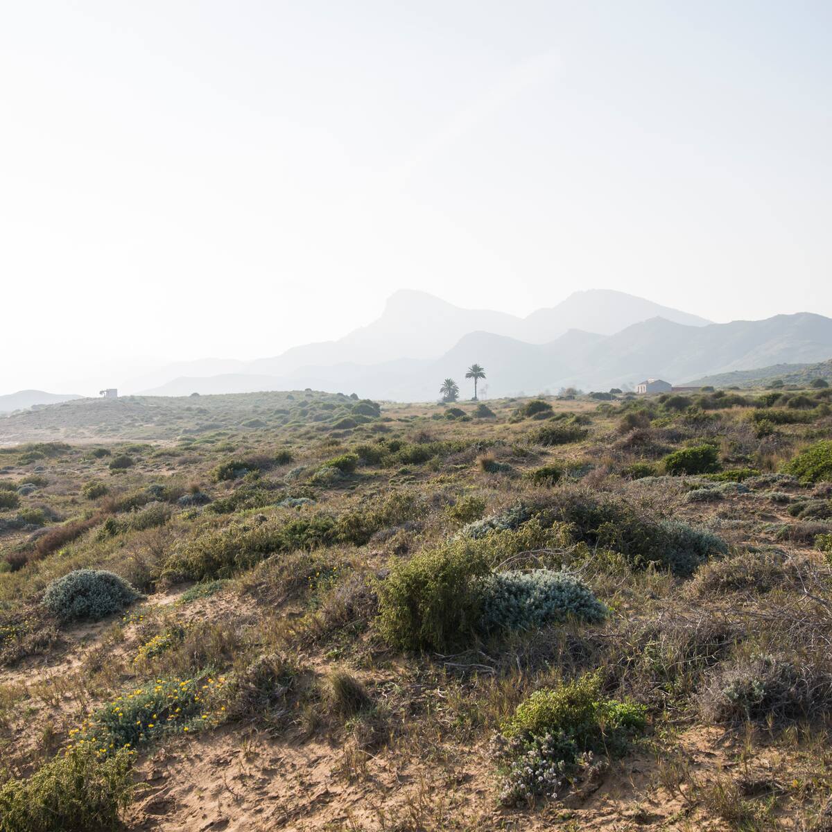 La cara y la cruz del monte cartagenero, pinares con humedad y un matorral que acelera el fuego