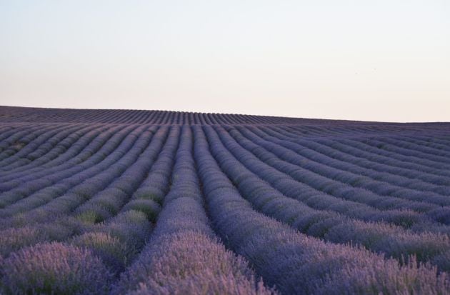 Campos de lavanda en Villares del Saz (Cuenca).