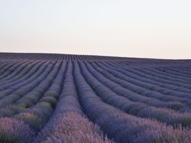 Campos de lavanda en Villares del Saz (Cuenca).