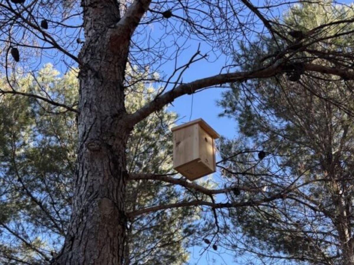 Cajas nido y refugios para reptiles, una apuesta por la fauna urbana y el equilibrio ecológico en Getafe