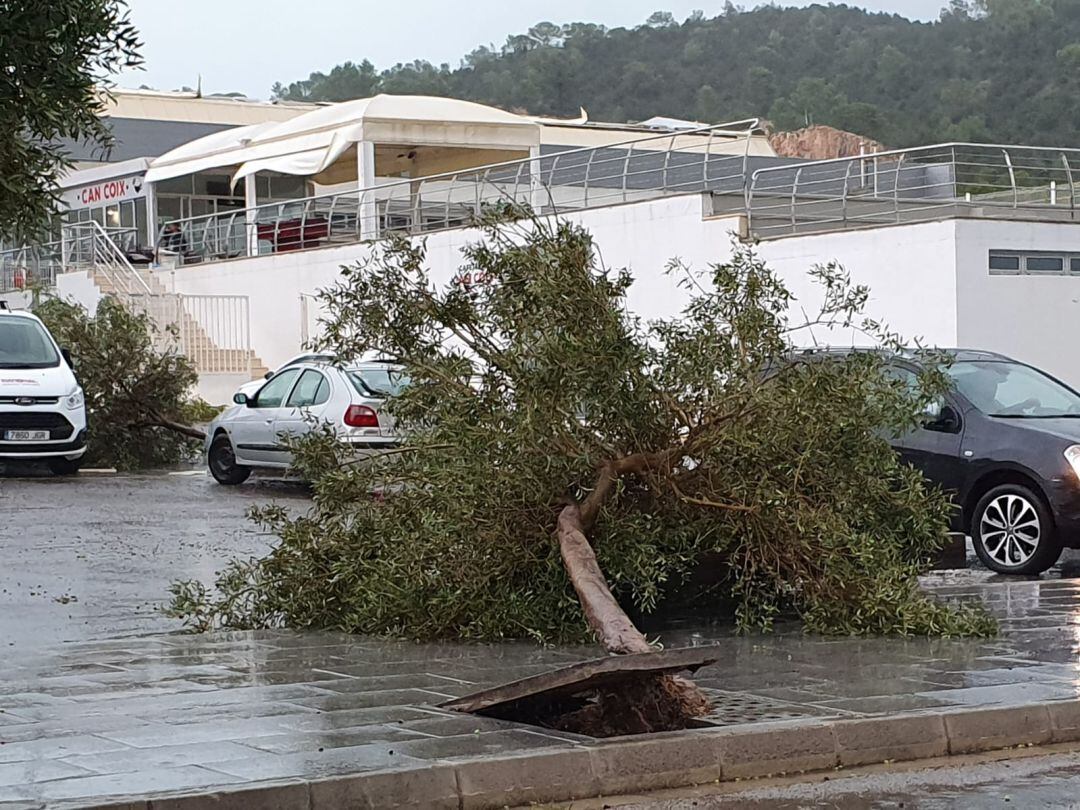 Imagen de un árbol arrancado por el temporal