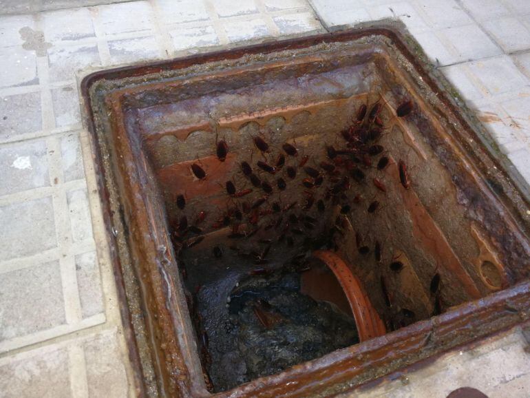 Imagen de una alcantarilla en la barriada jerezana de Icovesa