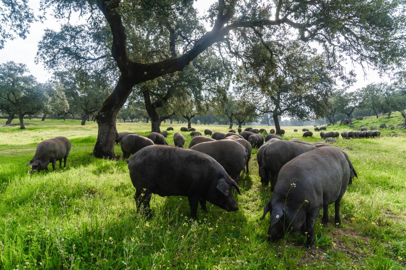 Cerdos Ibéricos en la dehesa de Villanueva de Córdoba