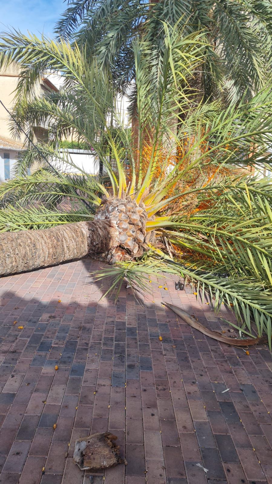 Palmera caída en Els Pedregals de Daimús.