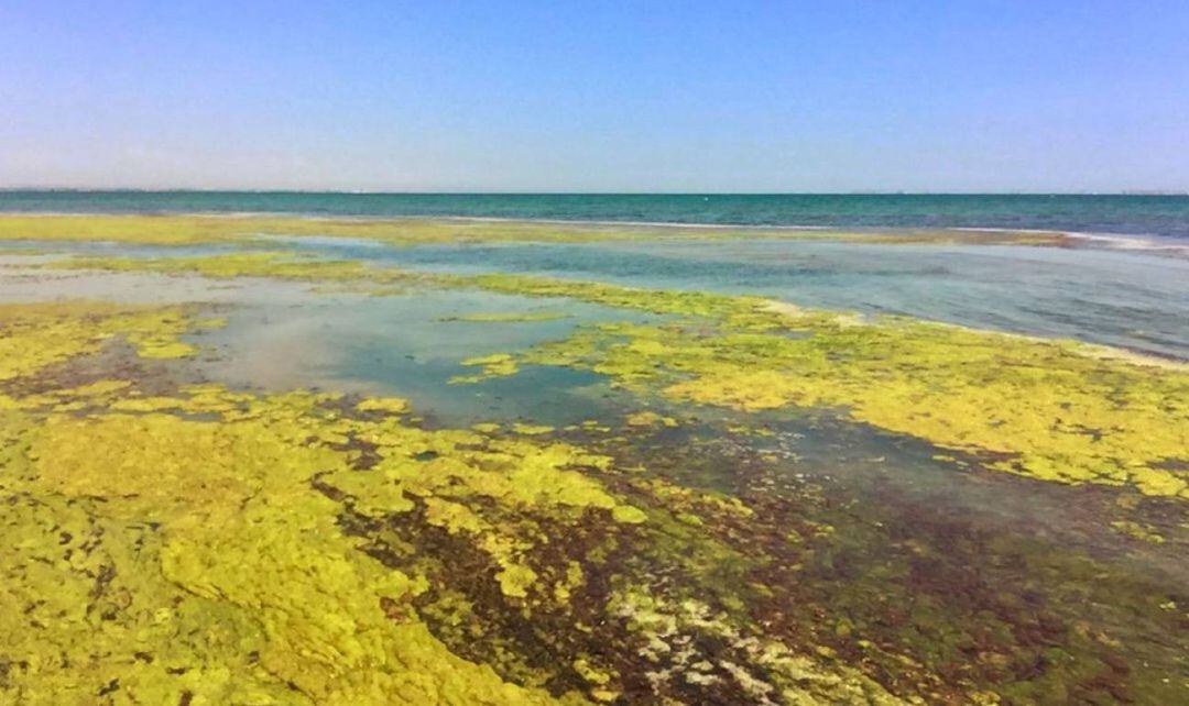 Aspecto que presentaban las playas del Mar Menor en Punta Brava, El Carmolí y Los Urrutias (Cartagena) a finales de 2021