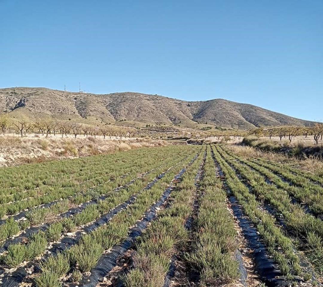 Lorca construirá un vivero de tomillo rojo para lograr una Denominación de Origen Protegida