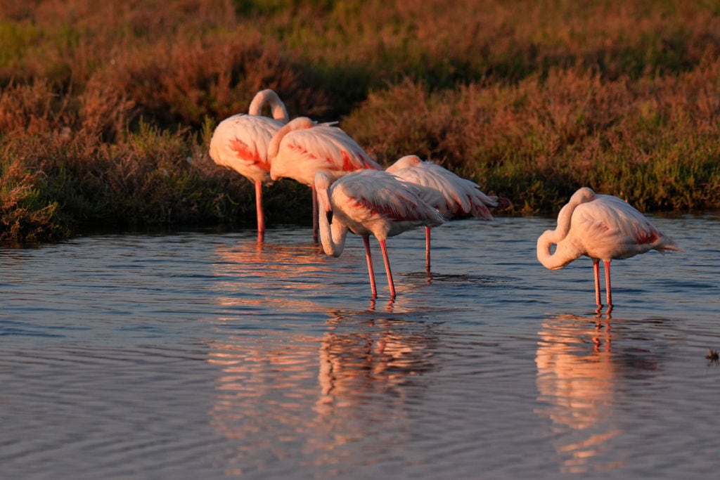 IZMIR, TURKIYE - SEPTEMBER 30: Flamingos rest at the Cakalburnu Lagoon which hosts many migratory bird species, baby fishes and other creatures at the Balcova district in Izmir, Turkiye on Septemer 30, 2024. Flamingos rest on one leg and use less muscle strength to maintain more heat and balance. (Photo by Berkan Cetin/Anadolu via Getty Images)