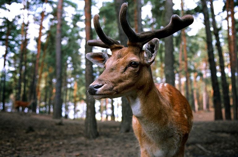 Desde 2020, la caza en periodos de veda es un delito contra la fauna, ya que se trata de una conducta que pone en peligro la biodiversidad