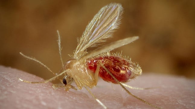 Mosquito que transmite la leishmaniosis