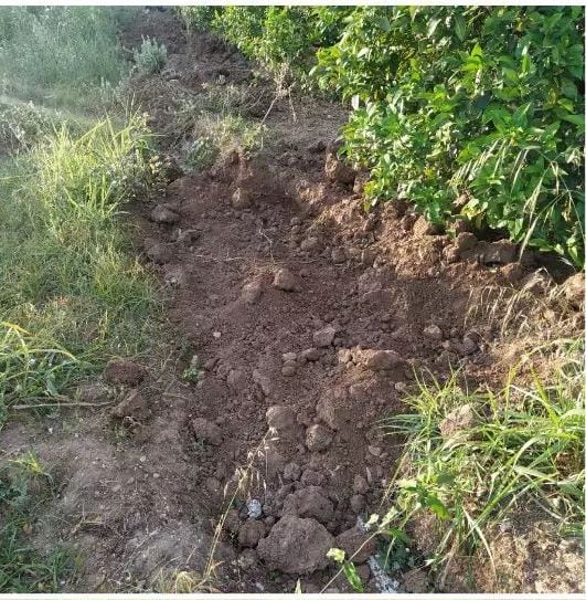 Los jabalíes causan destrozos en los campos de naranjas y otras cosechas.