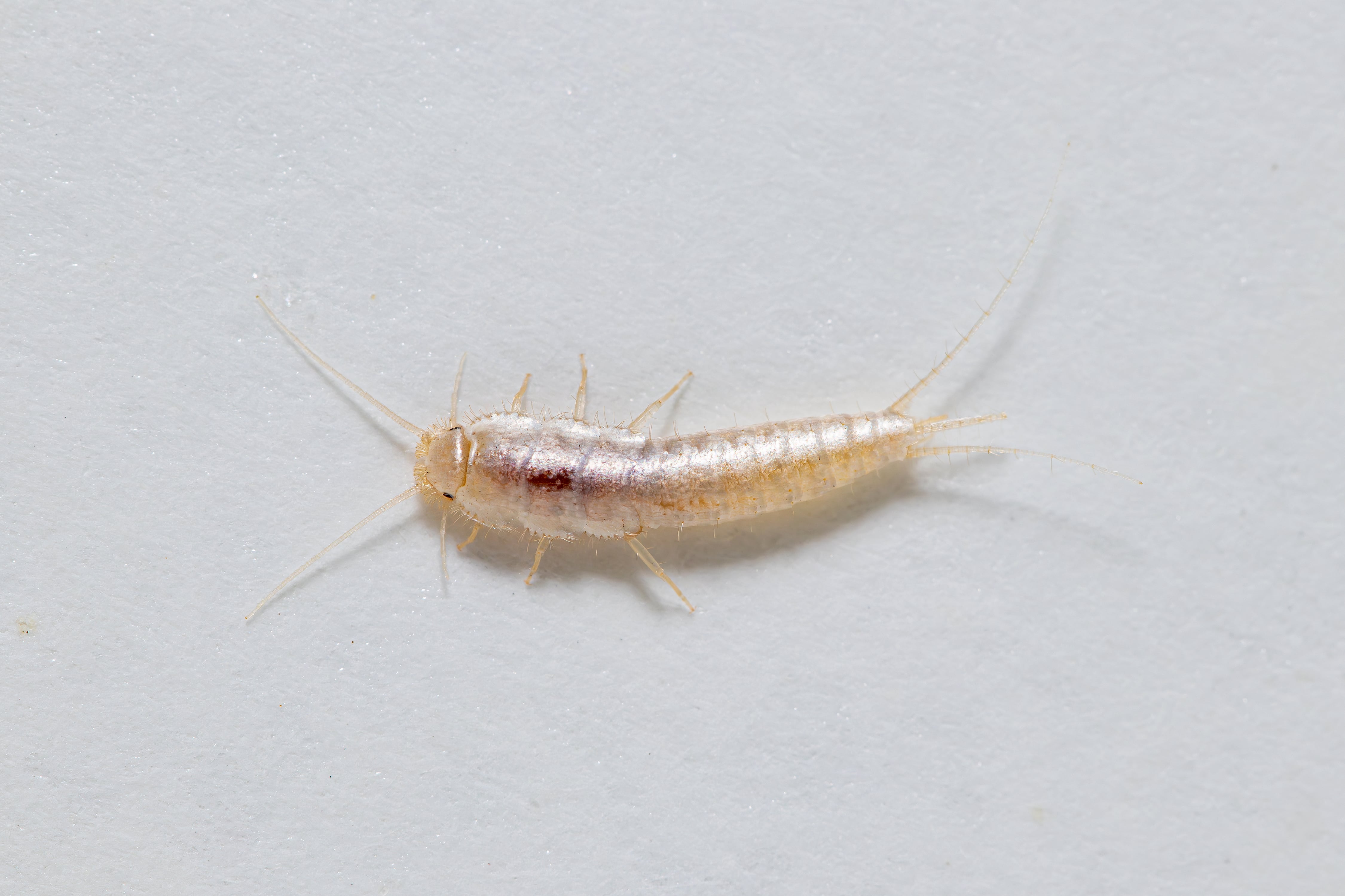 Silverfish