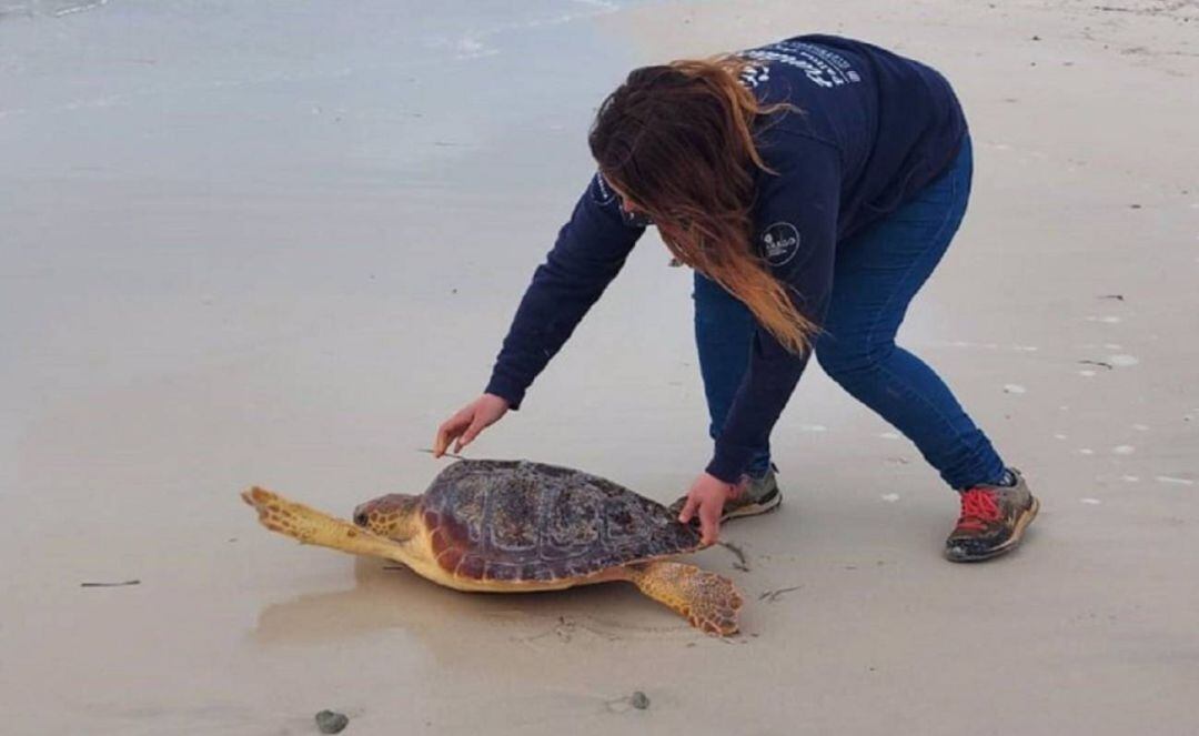 Una tortuga en una playa