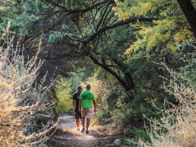El Ayuntamiento de Elda ha habilitado recientemente un sendero que permite a los vecinos y visitantes pasear entre ejemplares de gran porte