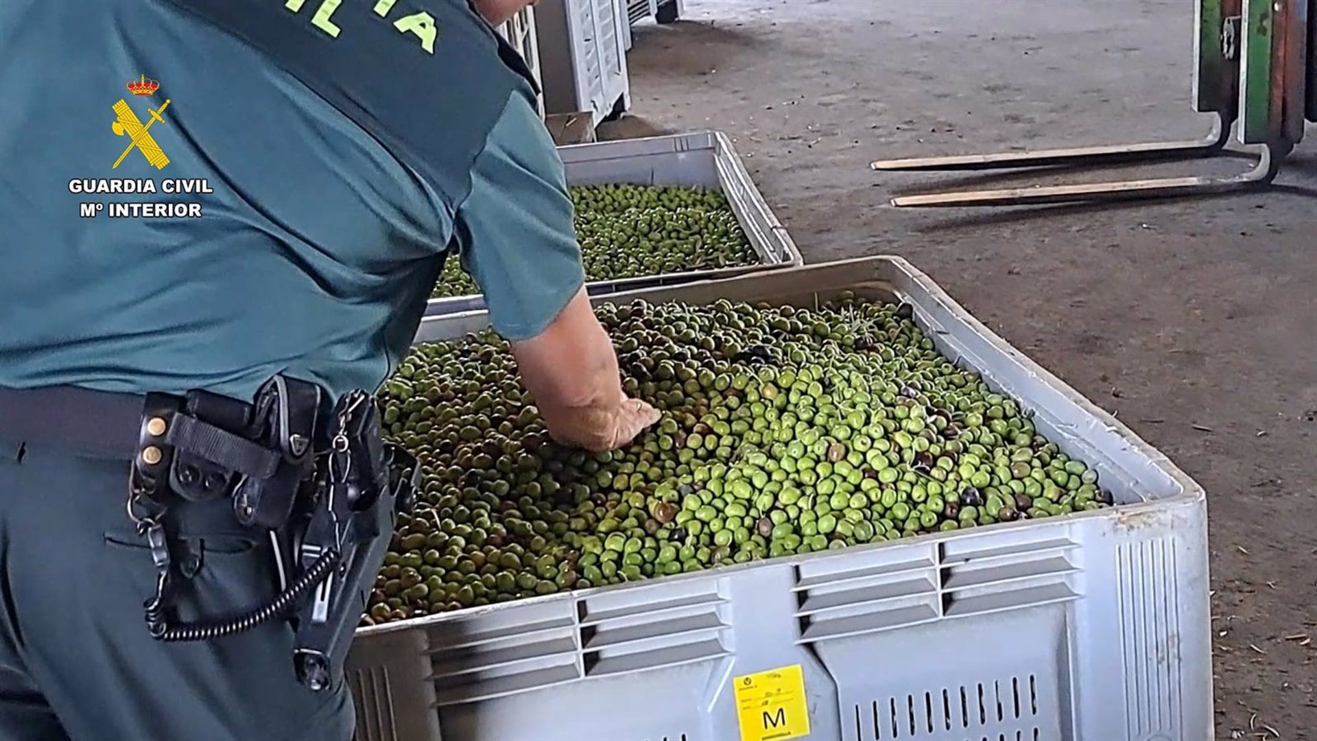 Aceitunas intervenidas por agentes de la Guardia Civil