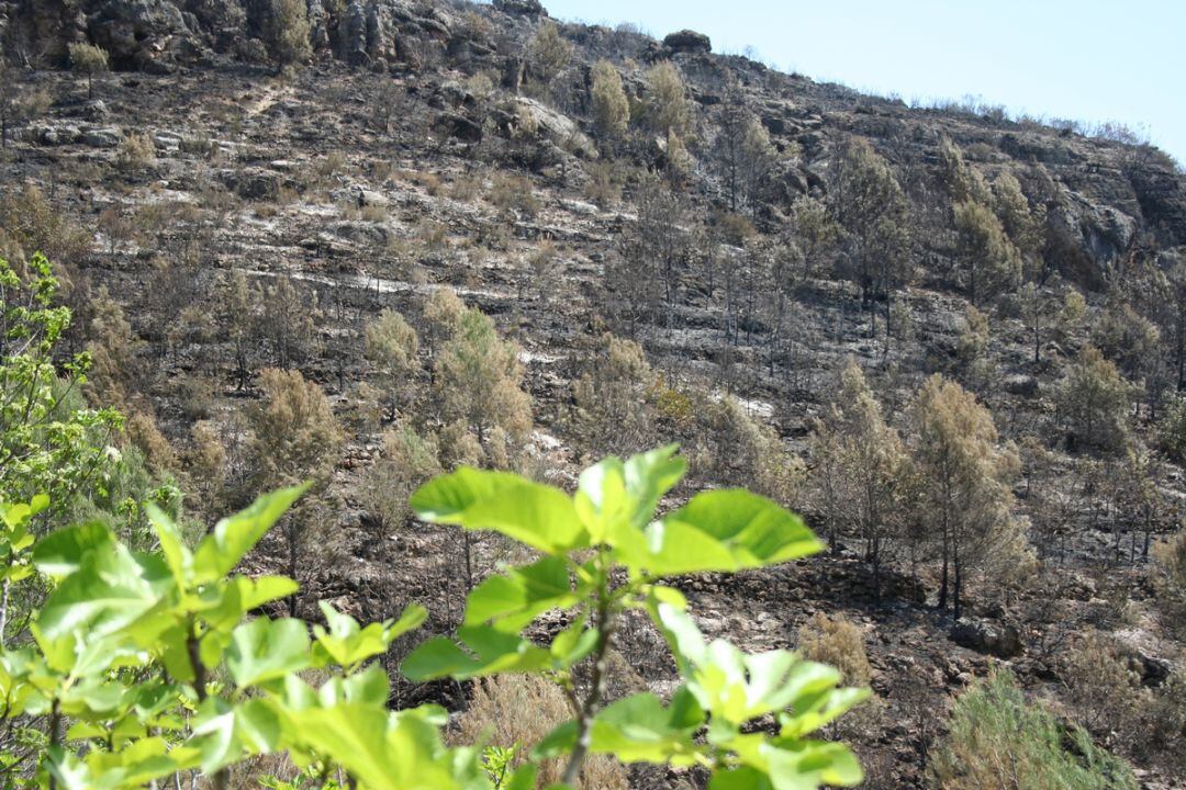 Zona a recuperar tras un incendio en 2011 en Ròtova 