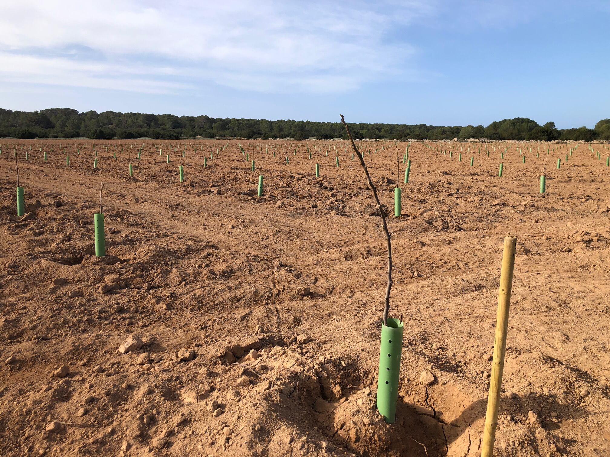 Imagen de la plantación