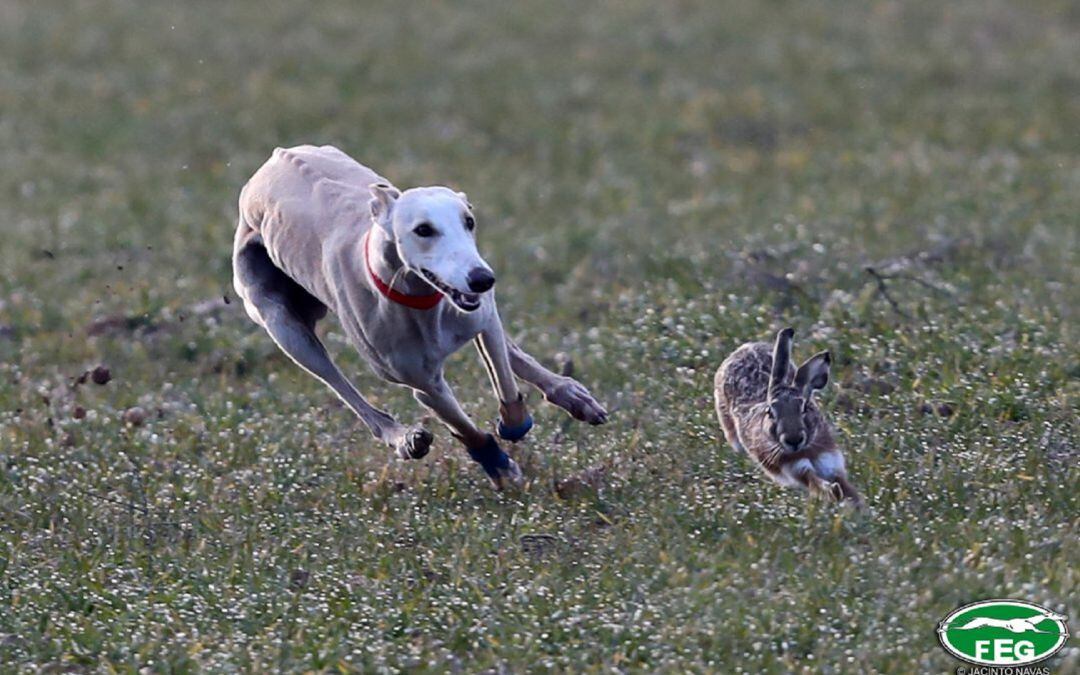 La carreras de galgos seguirán siendo protagonistas en Nava del Rey el próximo sábado