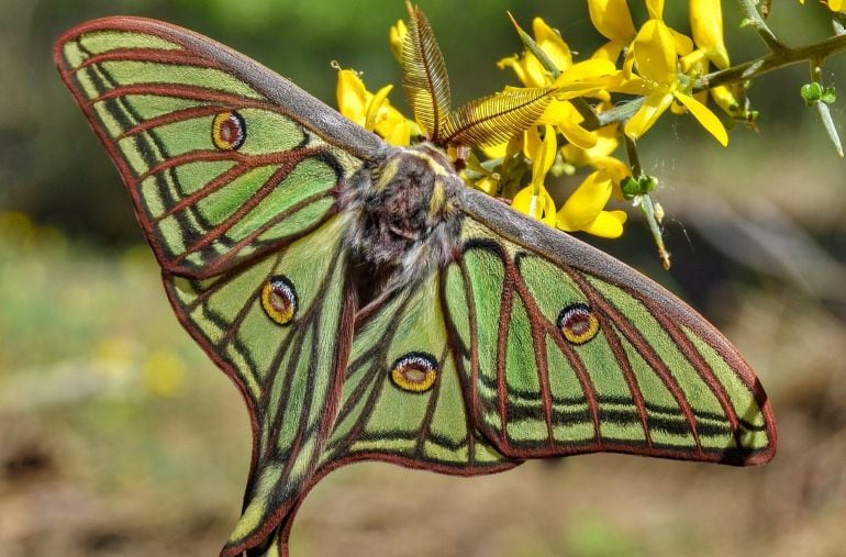 Ejemplar de mariposa isabelina.