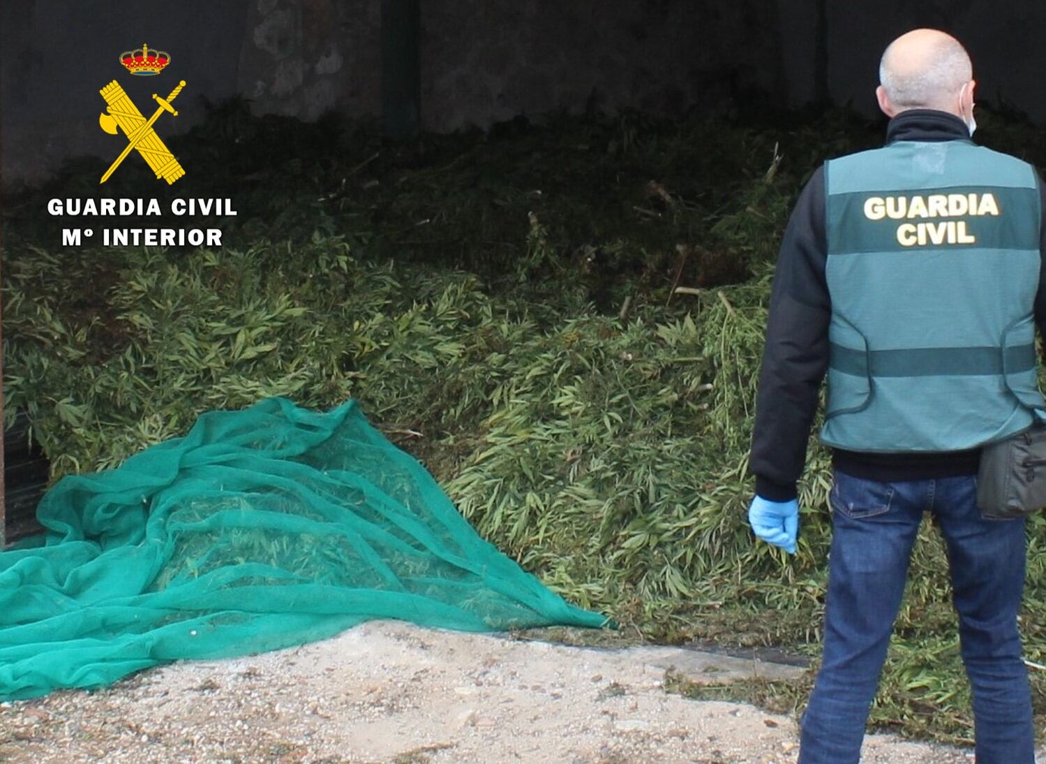 La Guardia Civil ha desarticulado un grupo criminal dedicado al tráfico de marihuana mediante cultivo ilícito de cáñamo