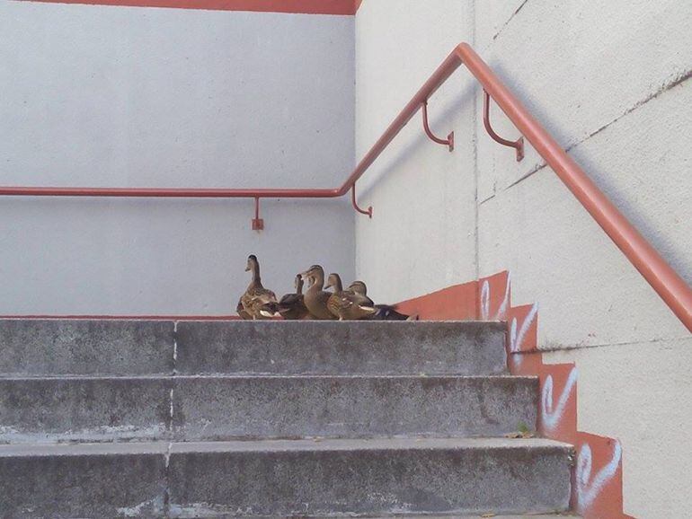 Patos encontrados esta mañana en un paso subterráneo de la ciudad.