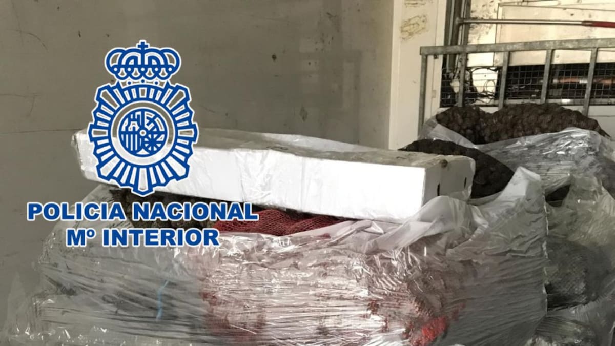 Incautadas 25 toneladas de almeja japónica de las que 16, en inspecciones en Vigo