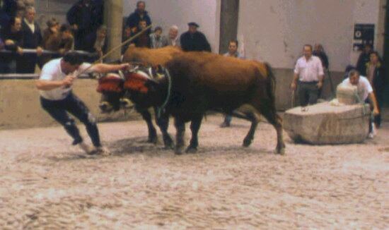 Dos bueyes participan en una prueba de arrastre, en una imagen de archivo de la Diputación foral de Bizkaia