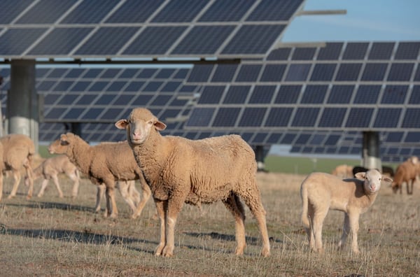 Ovejas junto a paneles solares.