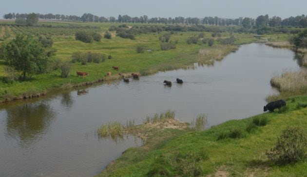 Una manada de toros cruzando el río Guadiamar en Aznalcóllar (Sevilla), en una zona restaurada tras el vertido de la mina de la localidad hace 20 años. En el municipio se espera la reapertura de la mina desde 2002, con el fin de dar trabajo a los casi 1.0