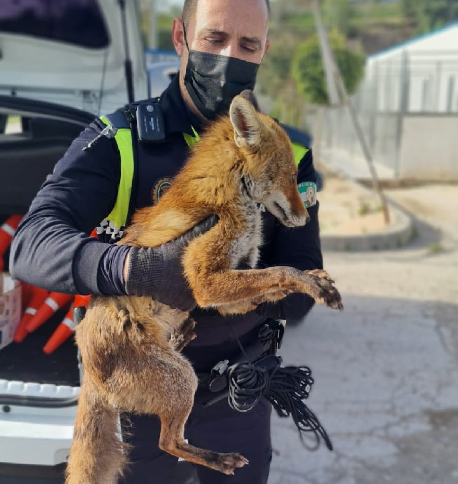 Un policía local de Jaén carga con un zorro herido y desorientado que deambulaba por el casco urbano de la ciudad