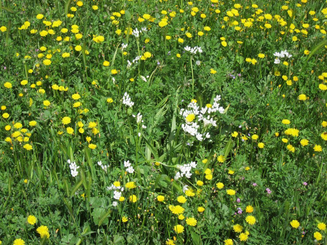 Campo en primavera.