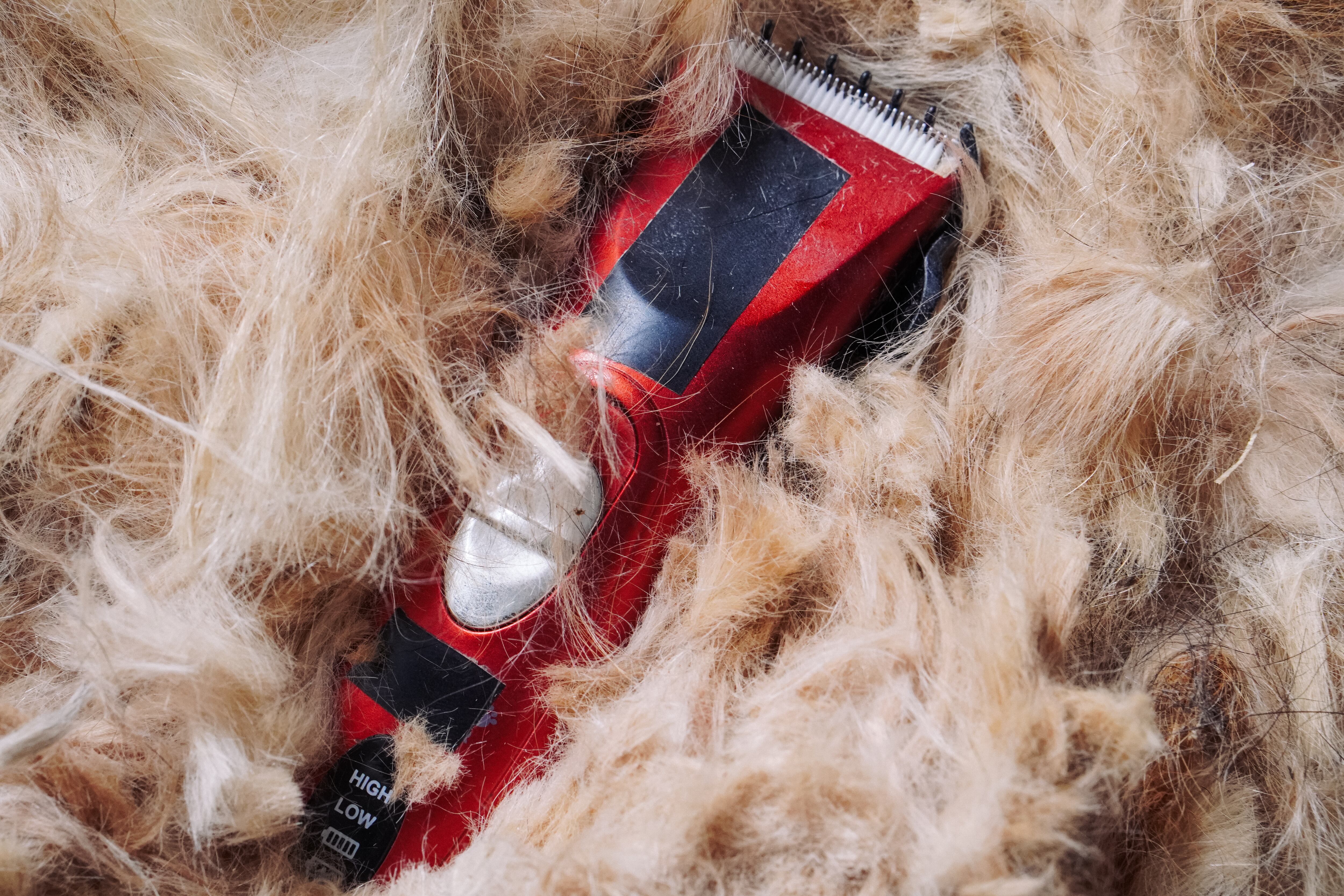 Foto de stock de corte de pelo de un perro