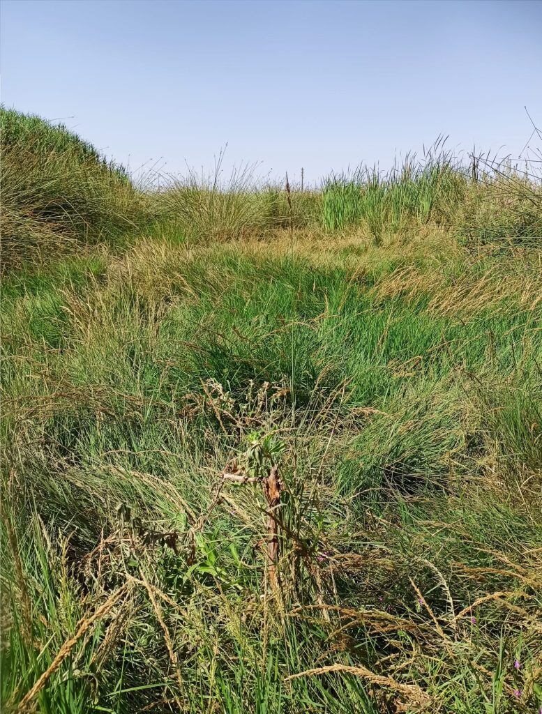 estado anterior de la zona