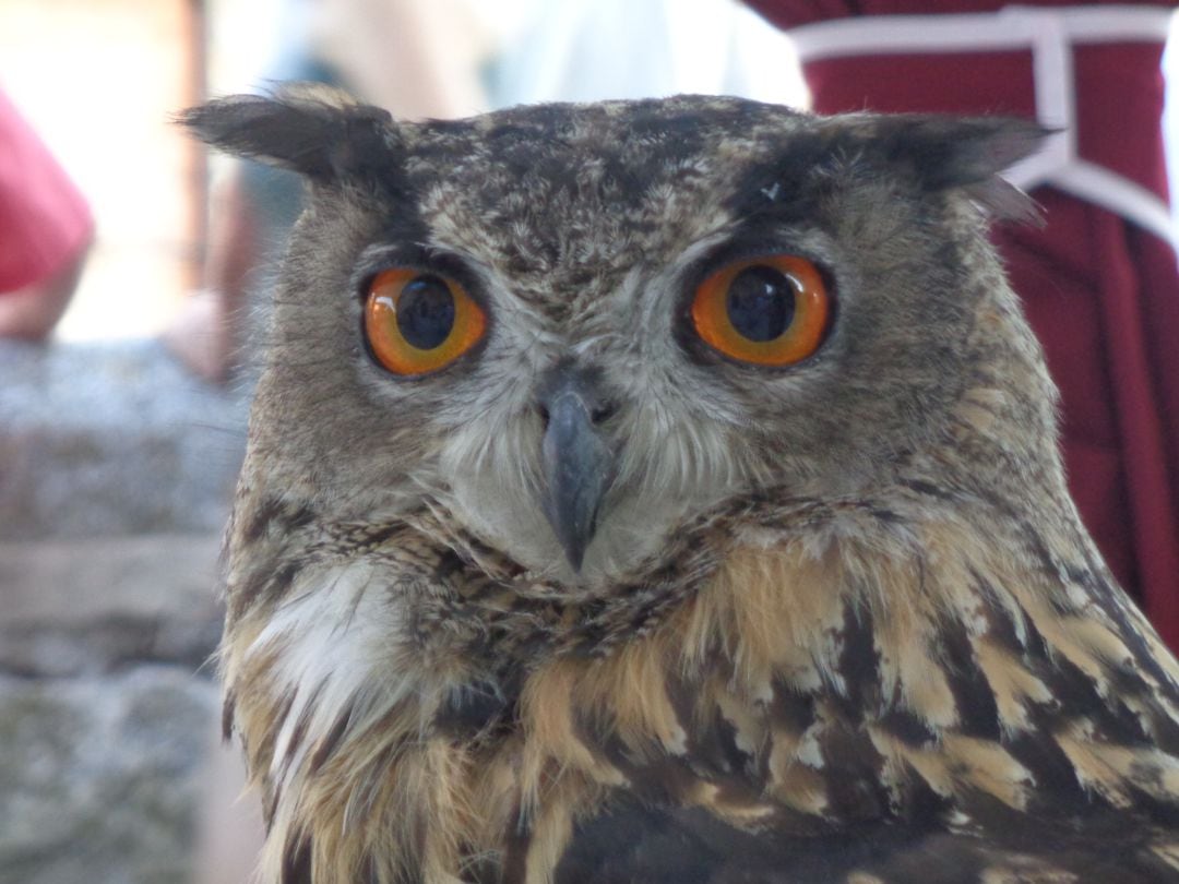 La exposición de aves rapaces es de los atractivos más visitados