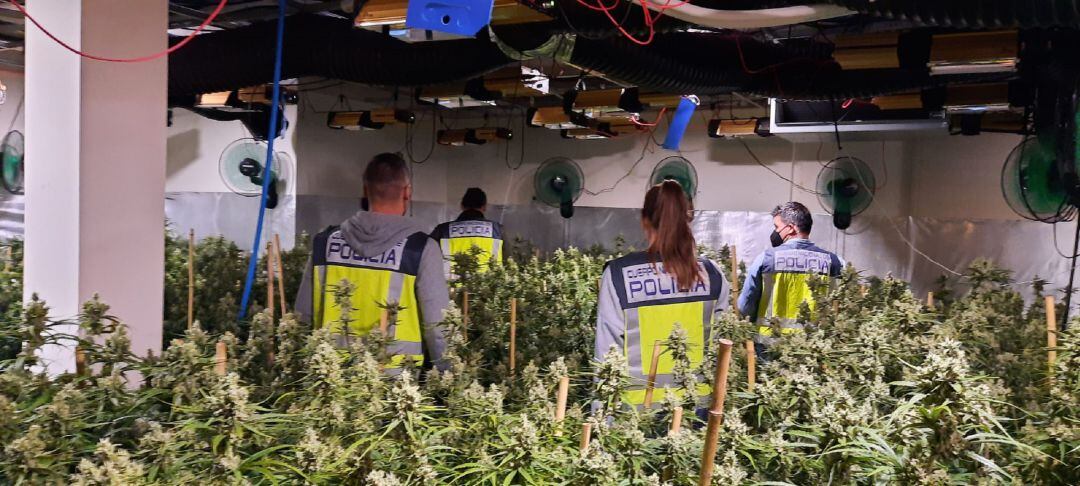 Intervención de los agentes de la Policía Nacional en una operación contra la marihuana 