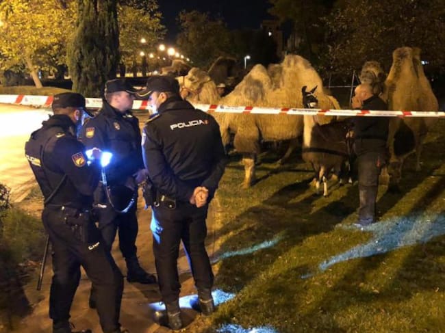 Tres agentes custodian a los animales.