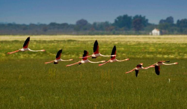 Flamenco sobrevolando la marisma de Doñana